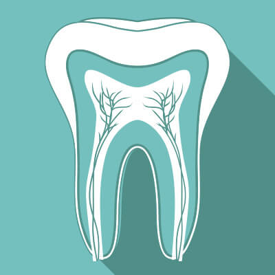 Illustration of a tooth cross-section showing the root canals